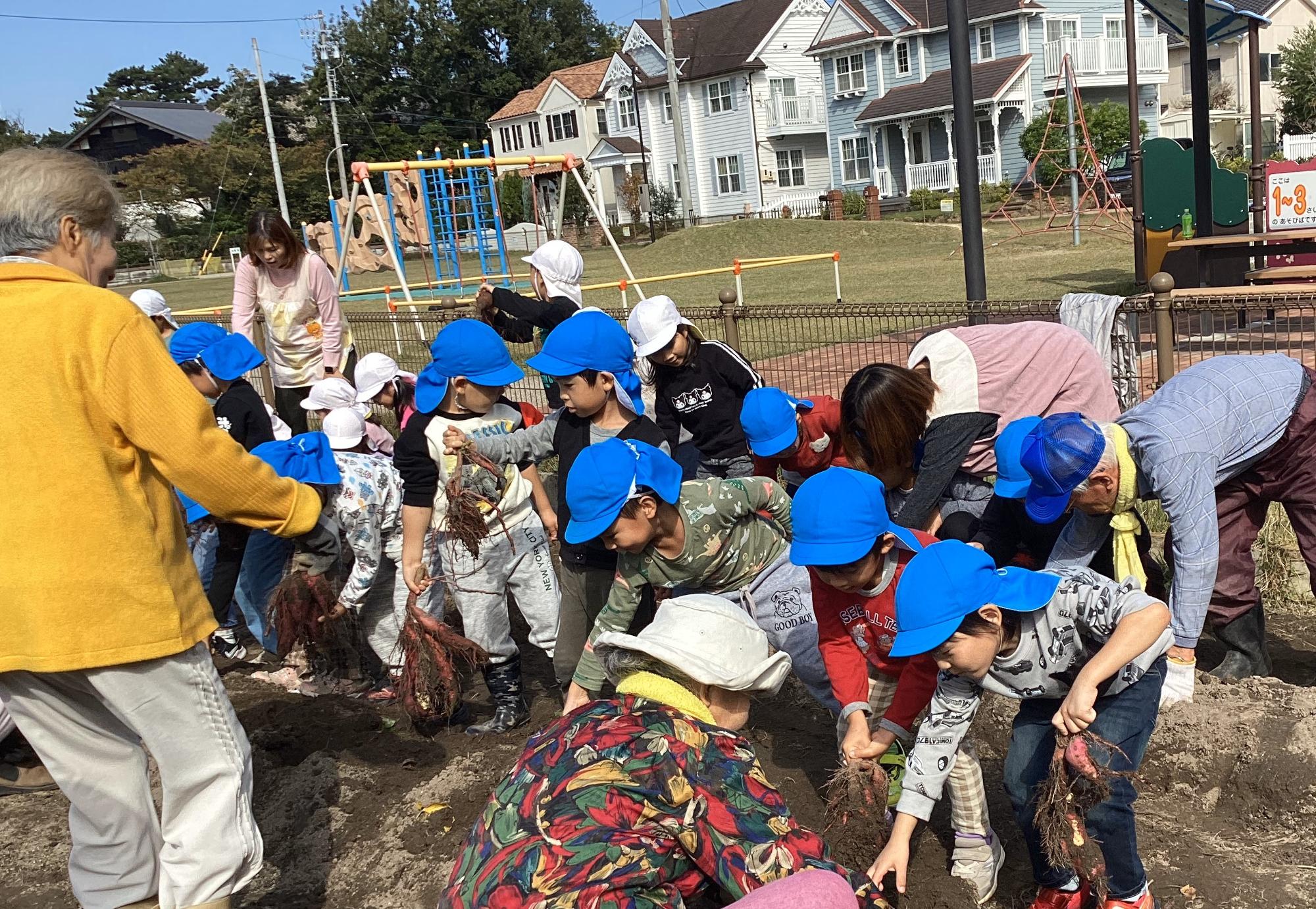 芋ほり年長児