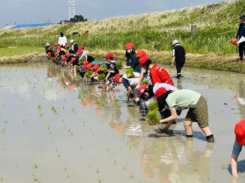 棚尾小田植え4