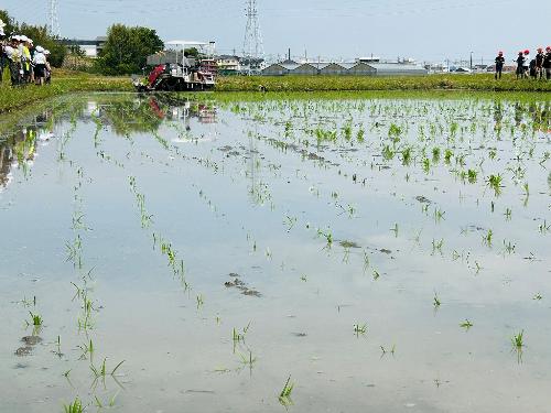 鷲塚小田植え体験10