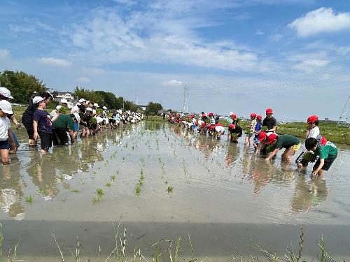 鷲塚小田植え体験5