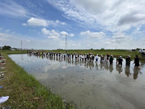 鷲塚小田植え体験2
