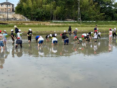 鷲塚小田植え体験3