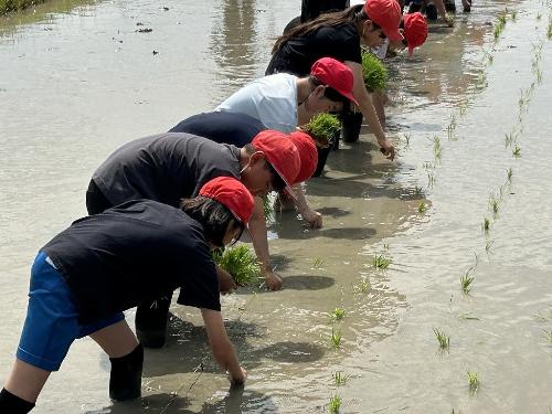 鷲塚小田植え体験8