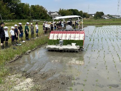 鷲塚小田植え体験9