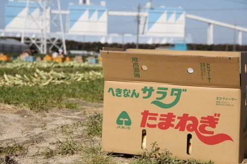 タマネギ画像3