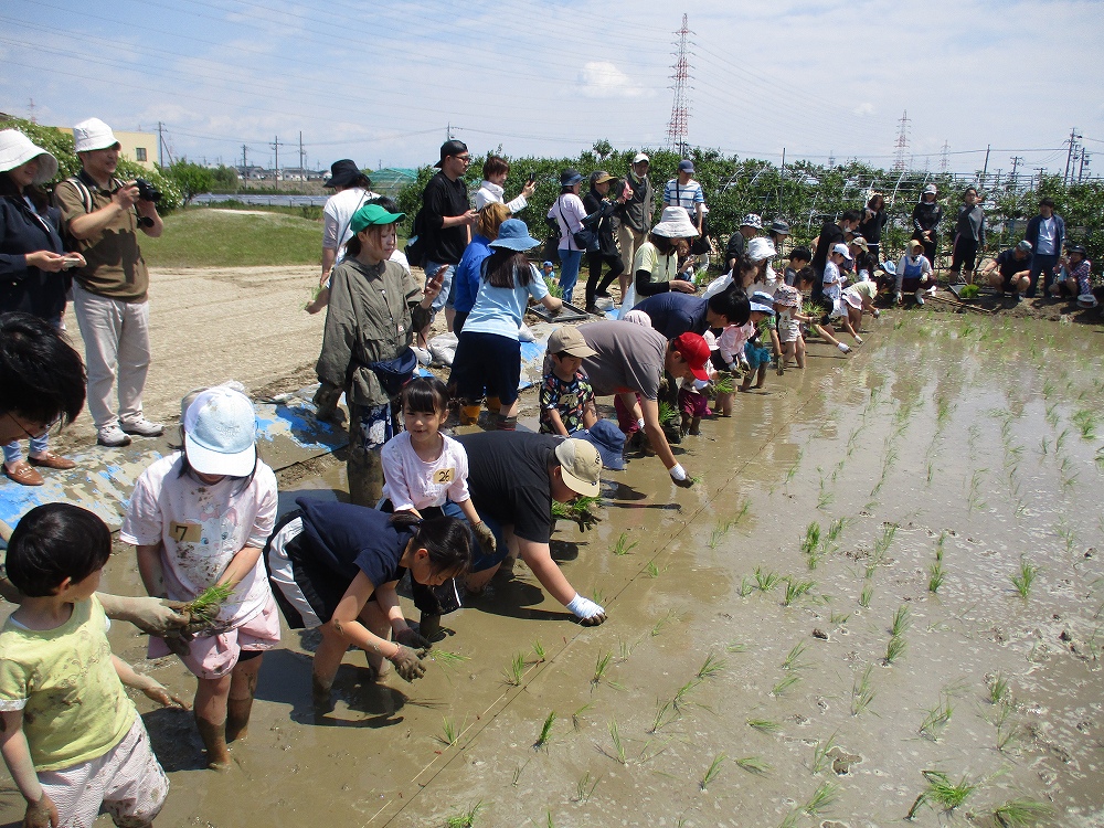 どろんこ田植え体験