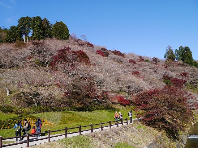 たくさんの木の写真