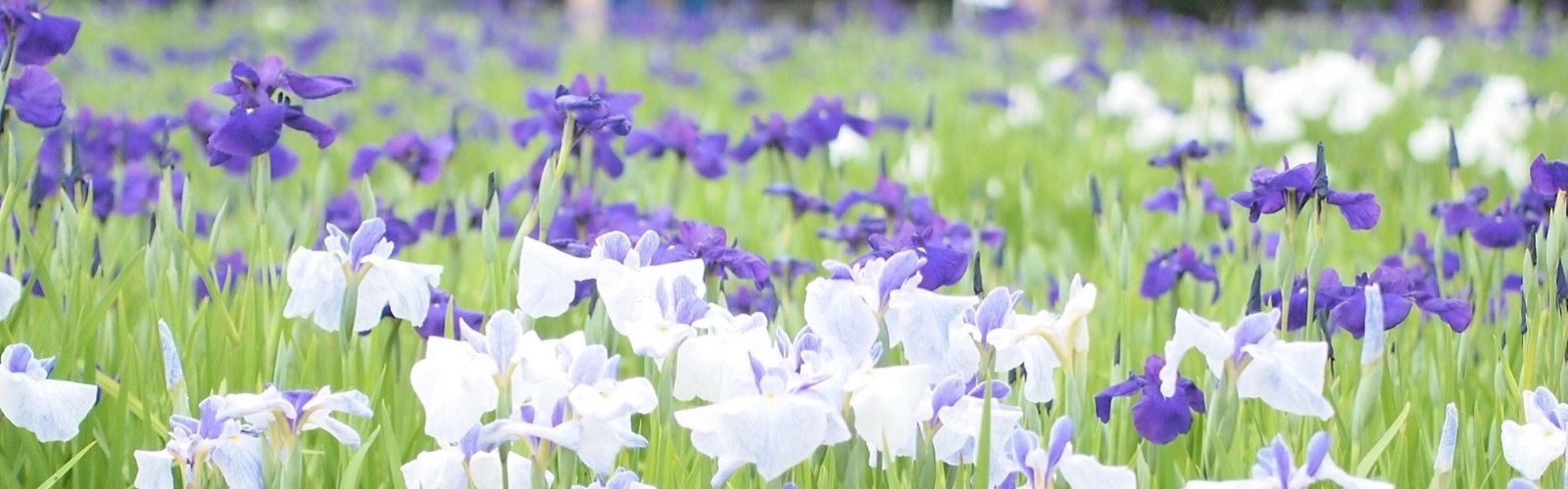 花しょうぶまつり