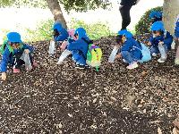 R7バス遠足のどんぐりひろい