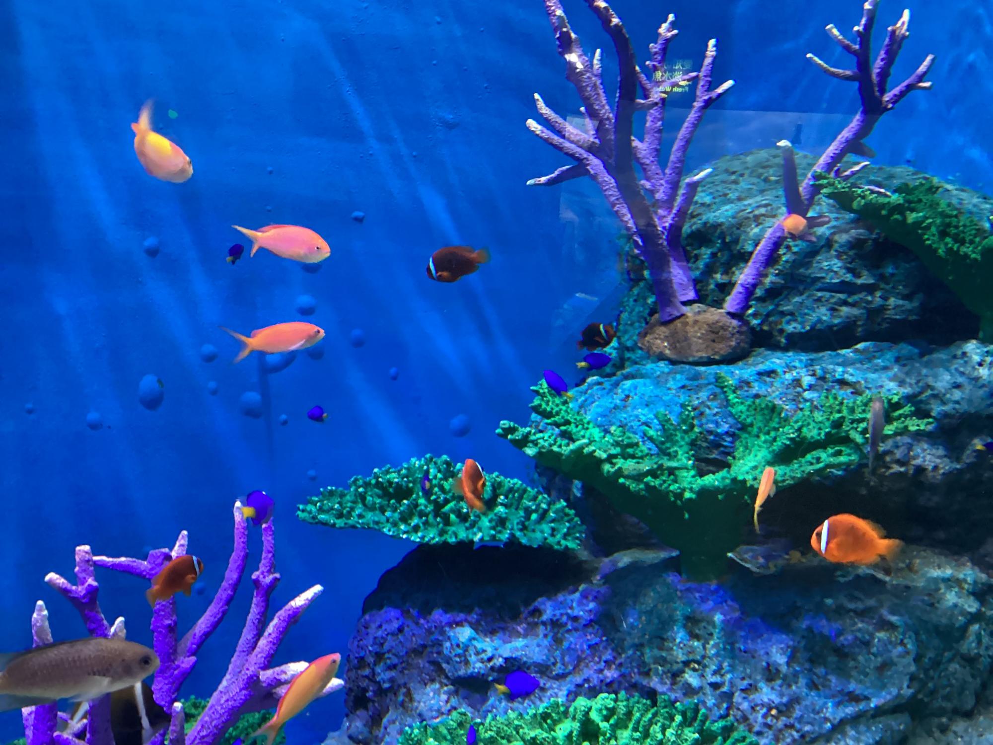 R7年度バス遠足水族館