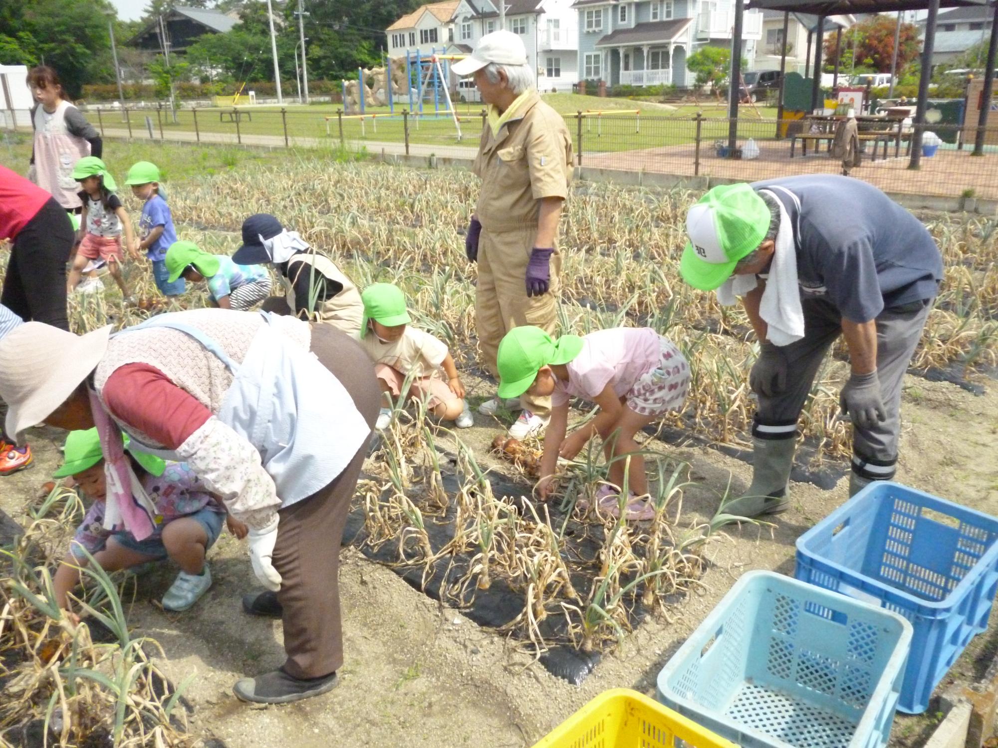 玉ねぎ堀2
