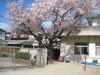 鷲塚保育園の外観と桜の写真