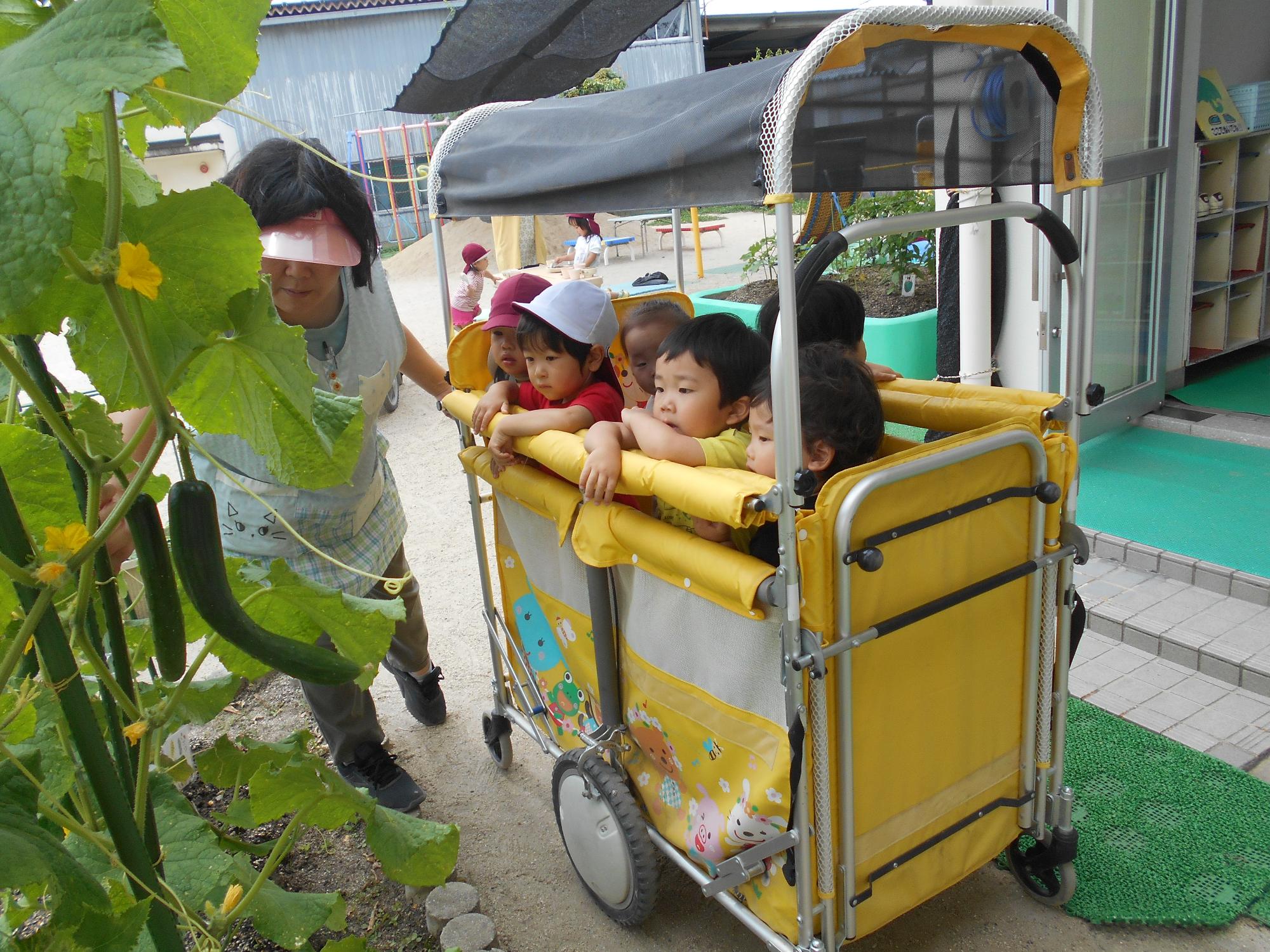 園庭で実った野菜を観察する1歳児