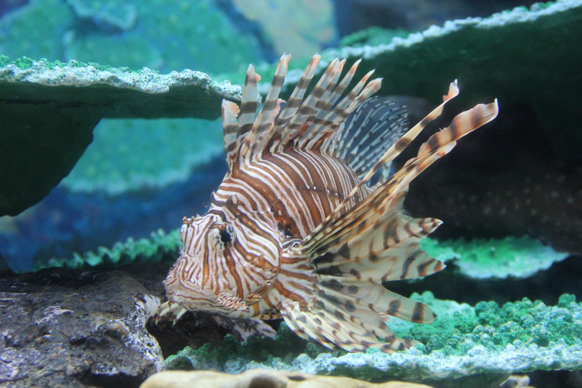 碧南海浜水族館