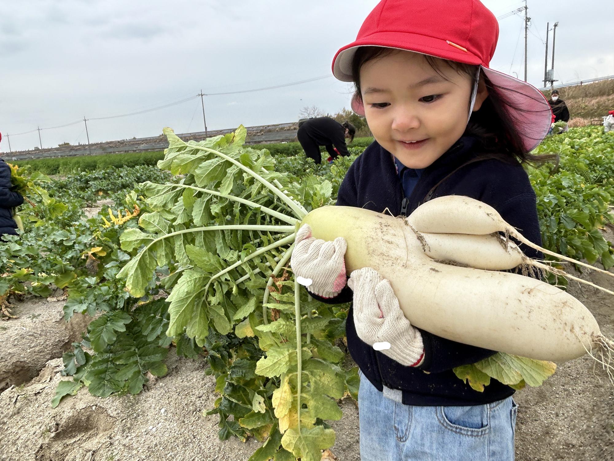 R7_ダイコンもぎとり1