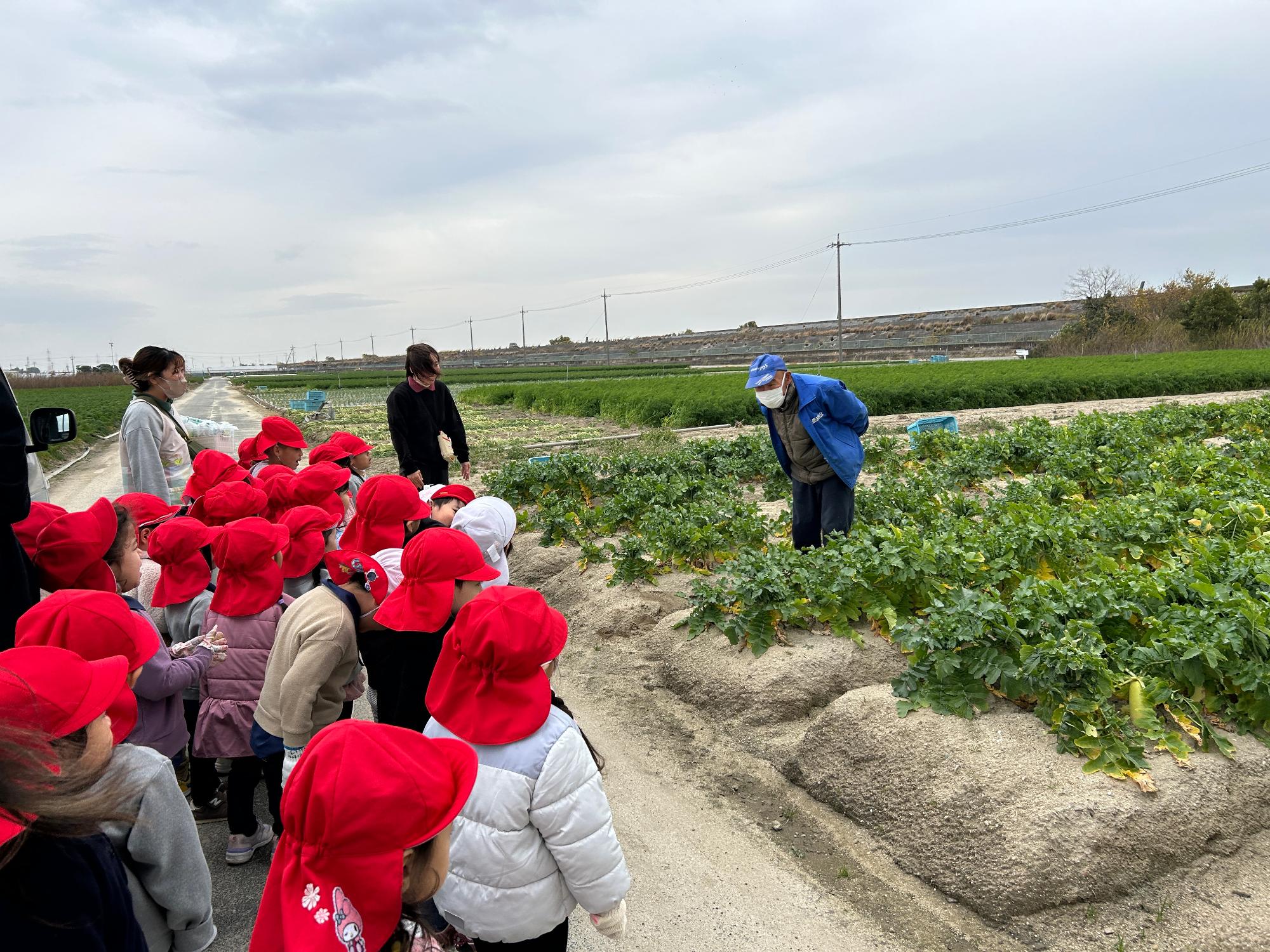 R7_ダイコンもぎとり2