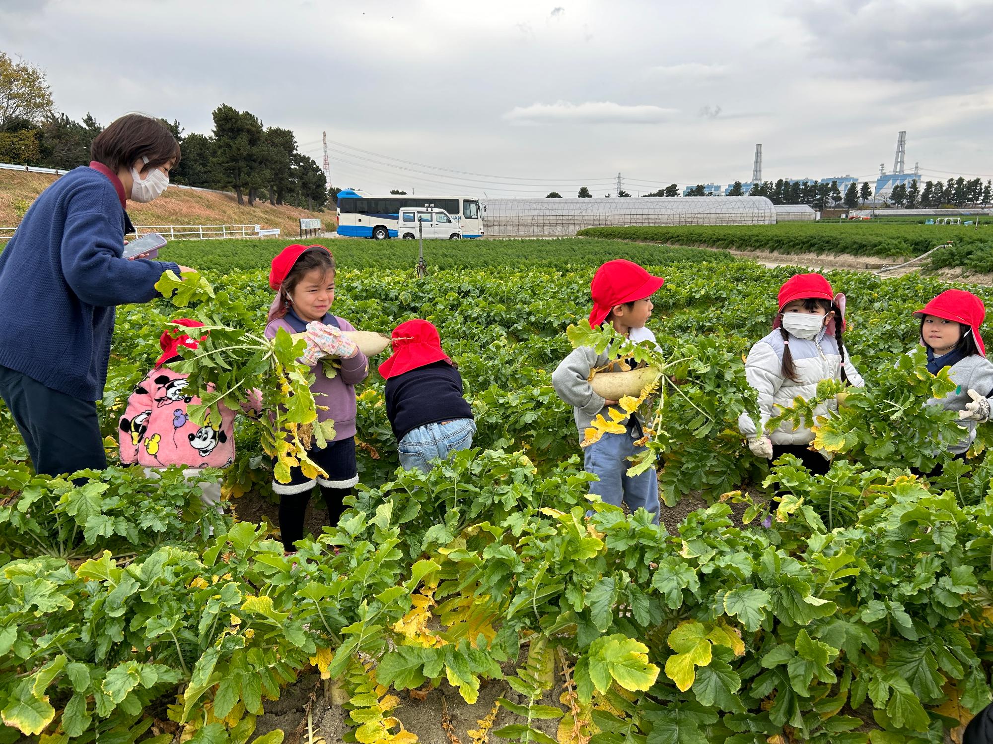 R7_ダイコンもぎとり3