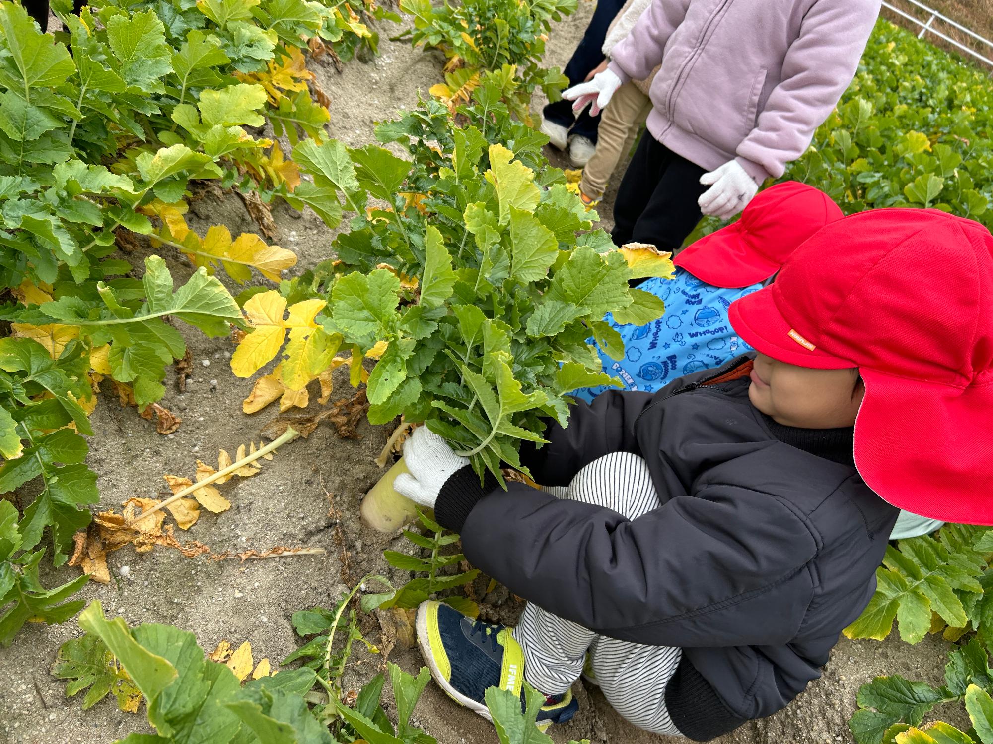 R7_ダイコンもぎとり4