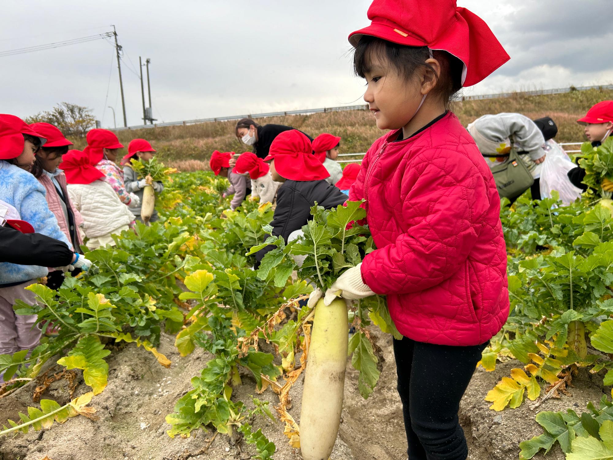 R7_ダイコンもぎとり5