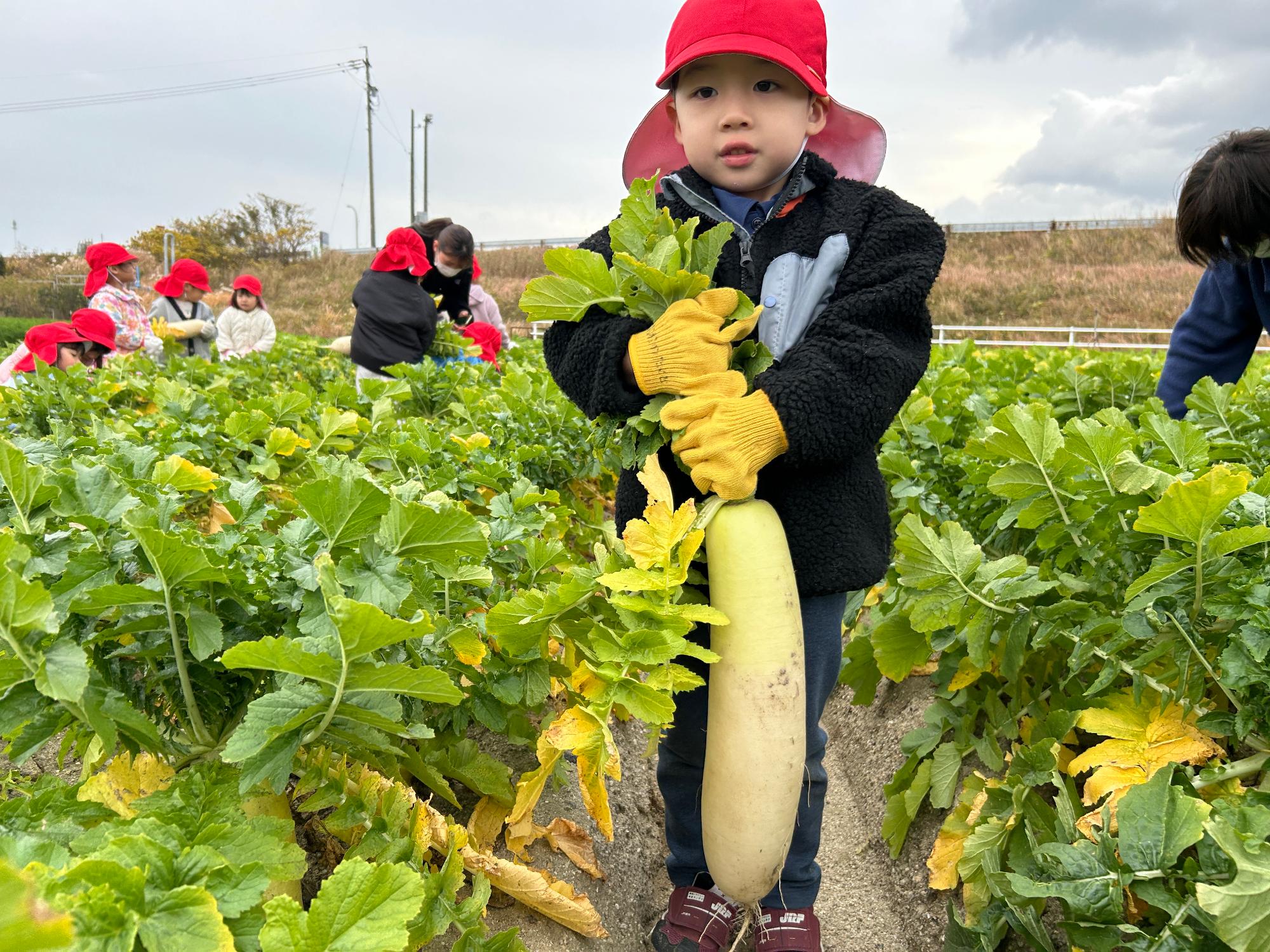 R7_ダイコンもぎとり6