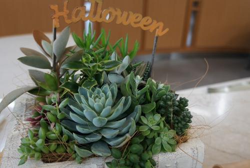 秋から冬がおすすめ 多肉植物の展示 碧南市