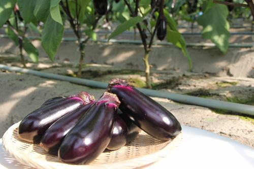 輝く女神の美曲線！とげなし美茄子（ビーナス）の出荷本格化！／碧南市