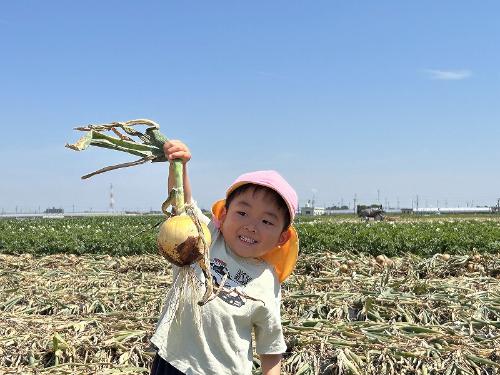 R8タマネギもぎとり4
