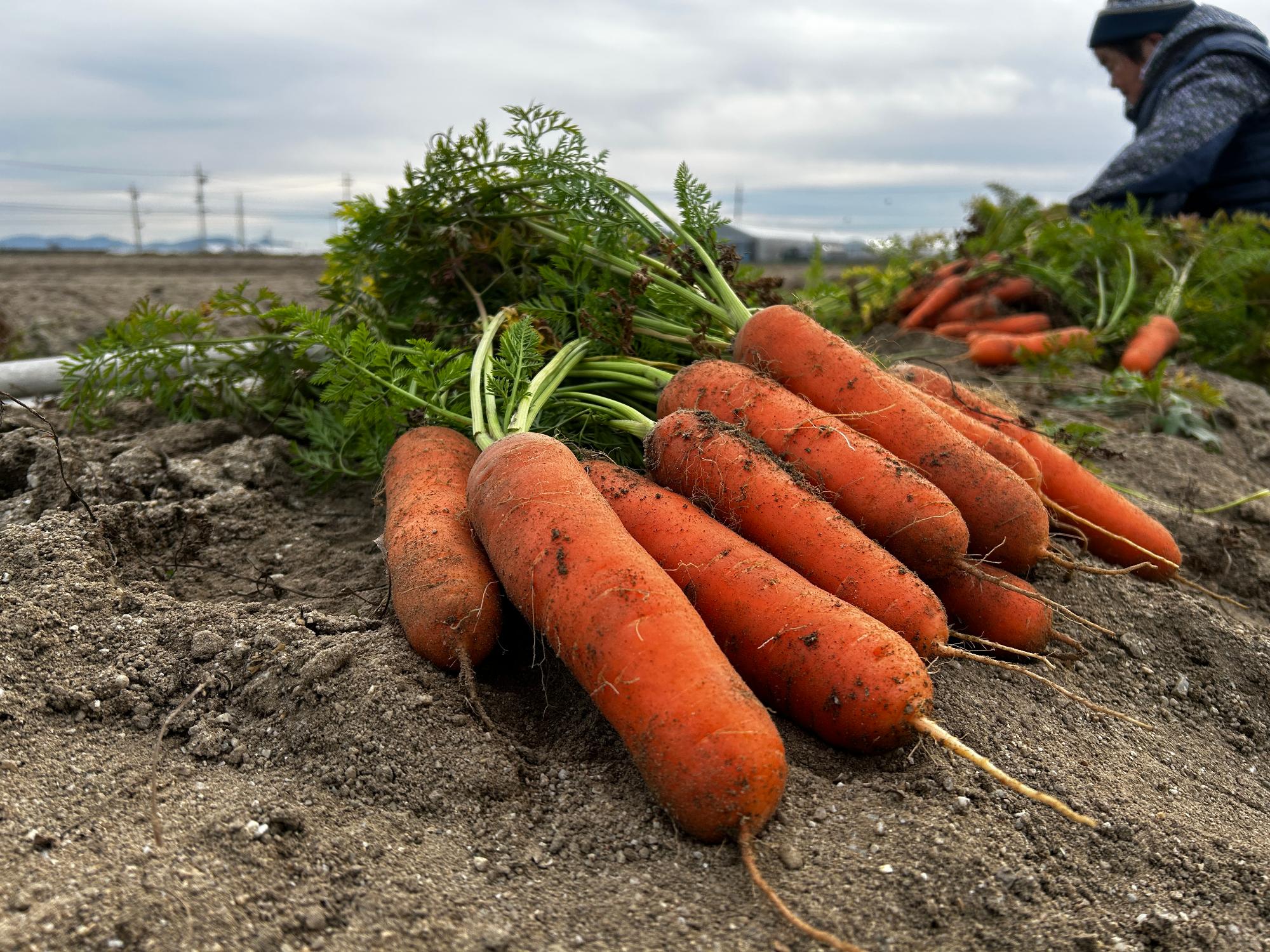 R8_ニンジン最盛期1