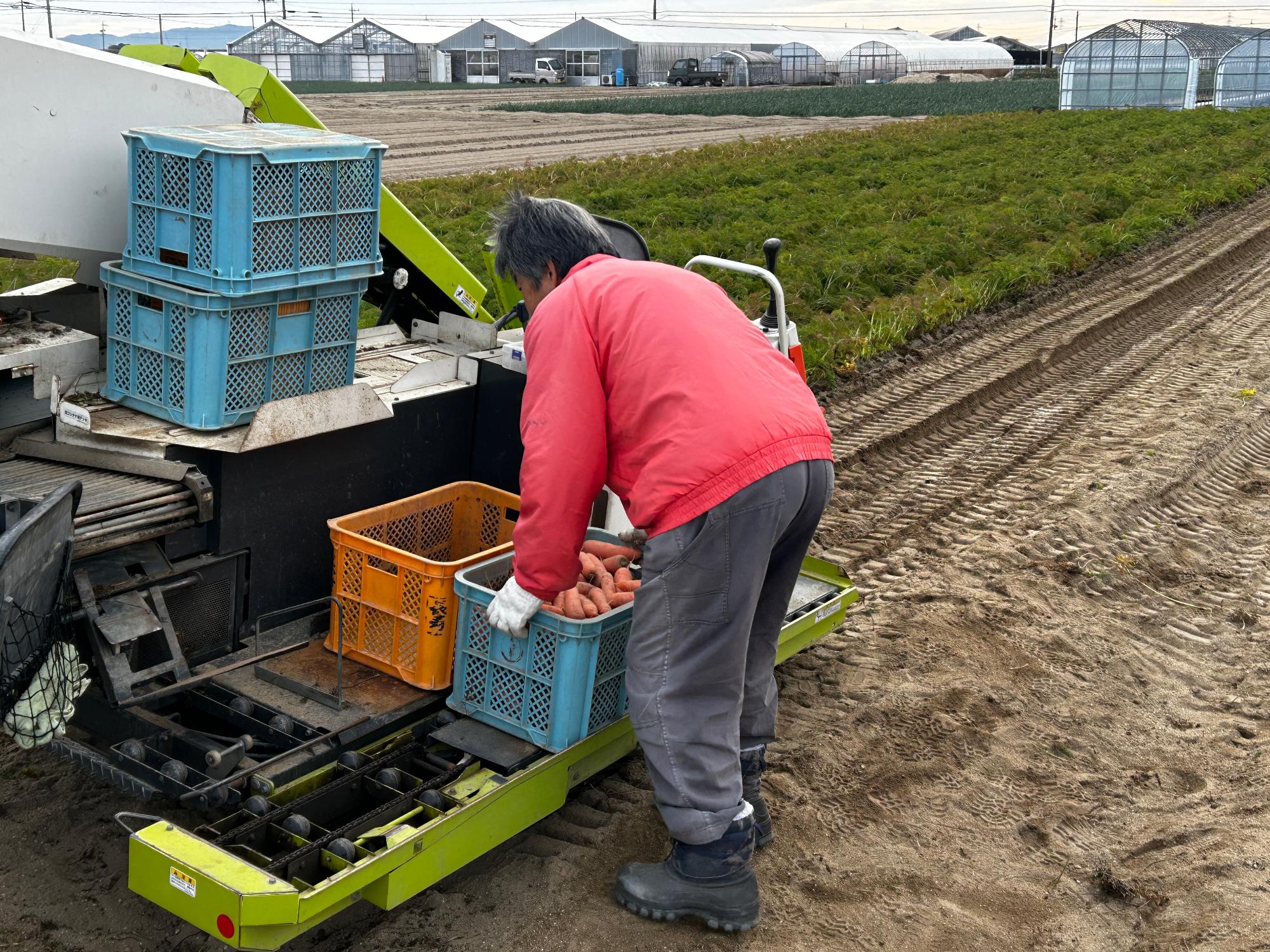 R8_ニンジン最盛期4