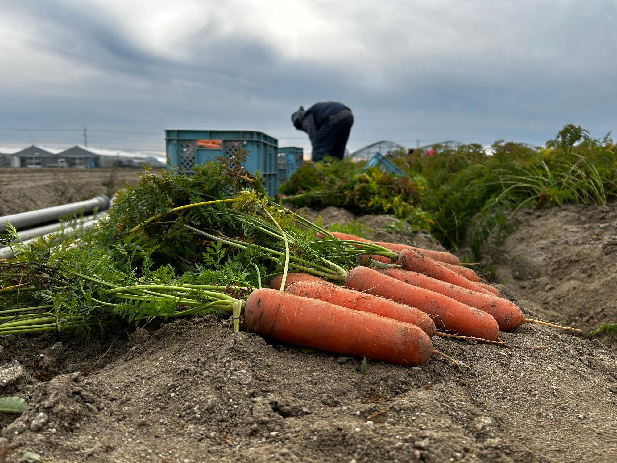 R8_ニンジン最盛5