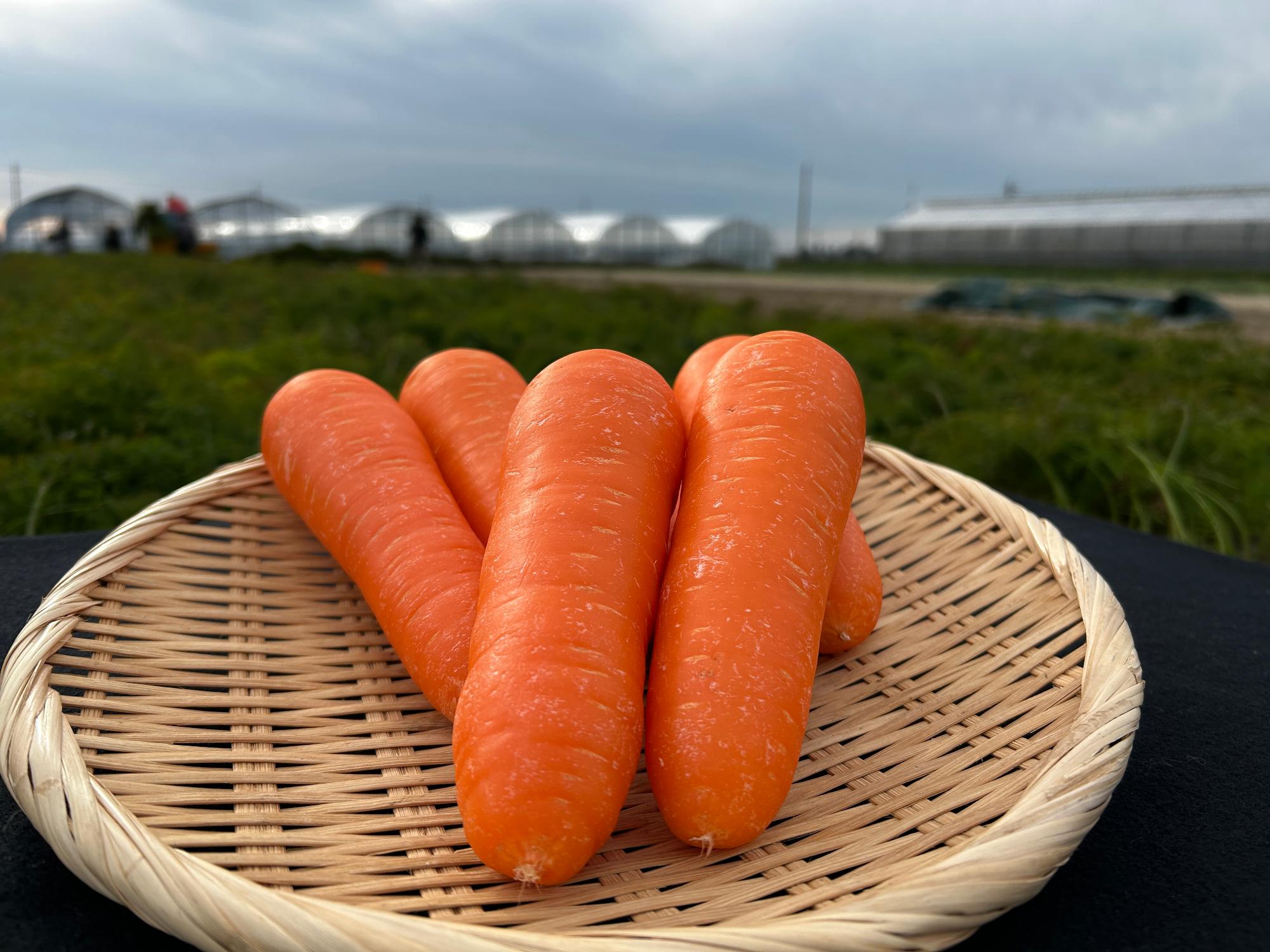 R8_ニンジン最盛期6