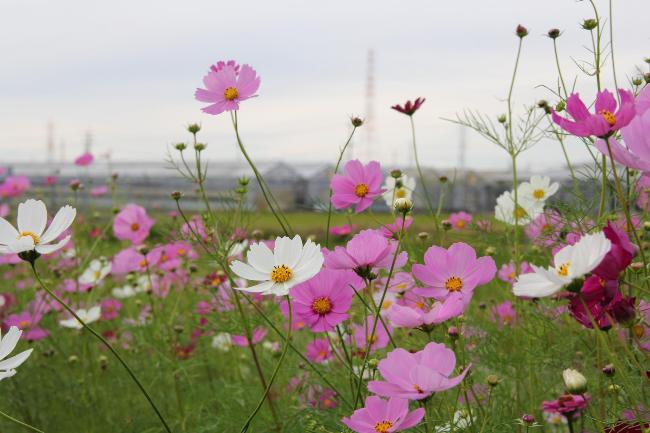 コスモスの花