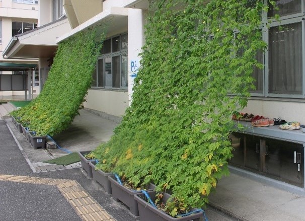 完成したグリーンカーテン