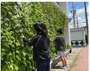 グリーンカーテンの観察