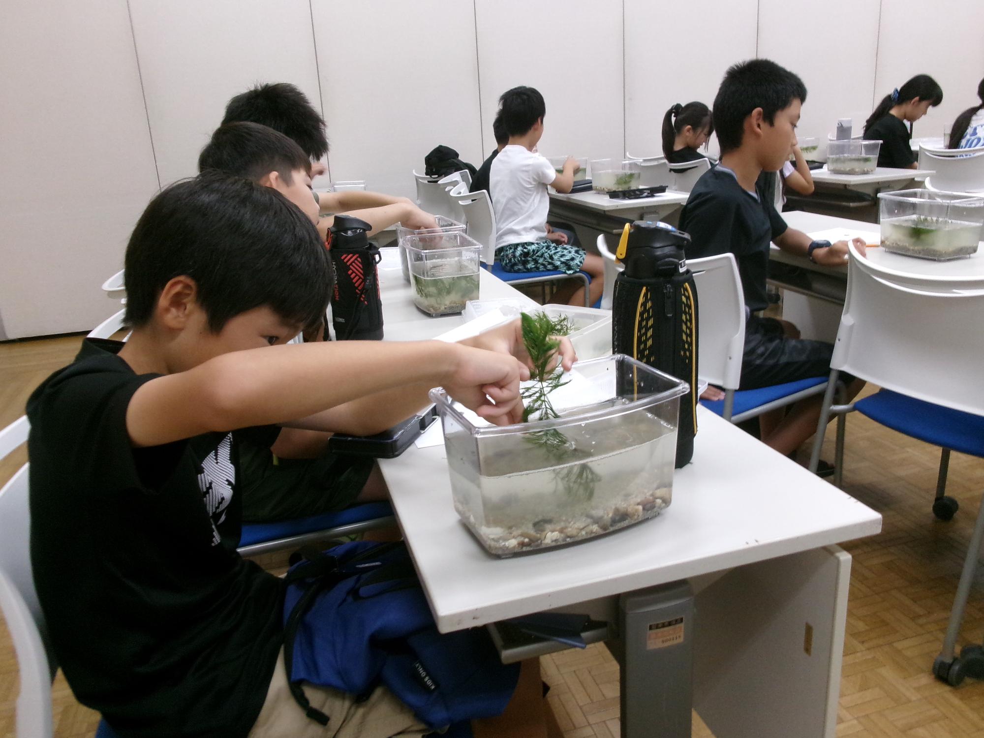 R8minibiotope2