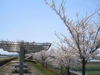 桜堤画像