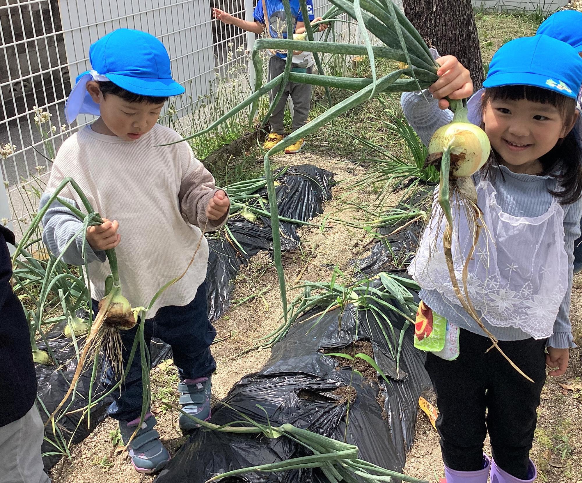 幼稚園の畑で大きな玉ねぎが収穫できました。