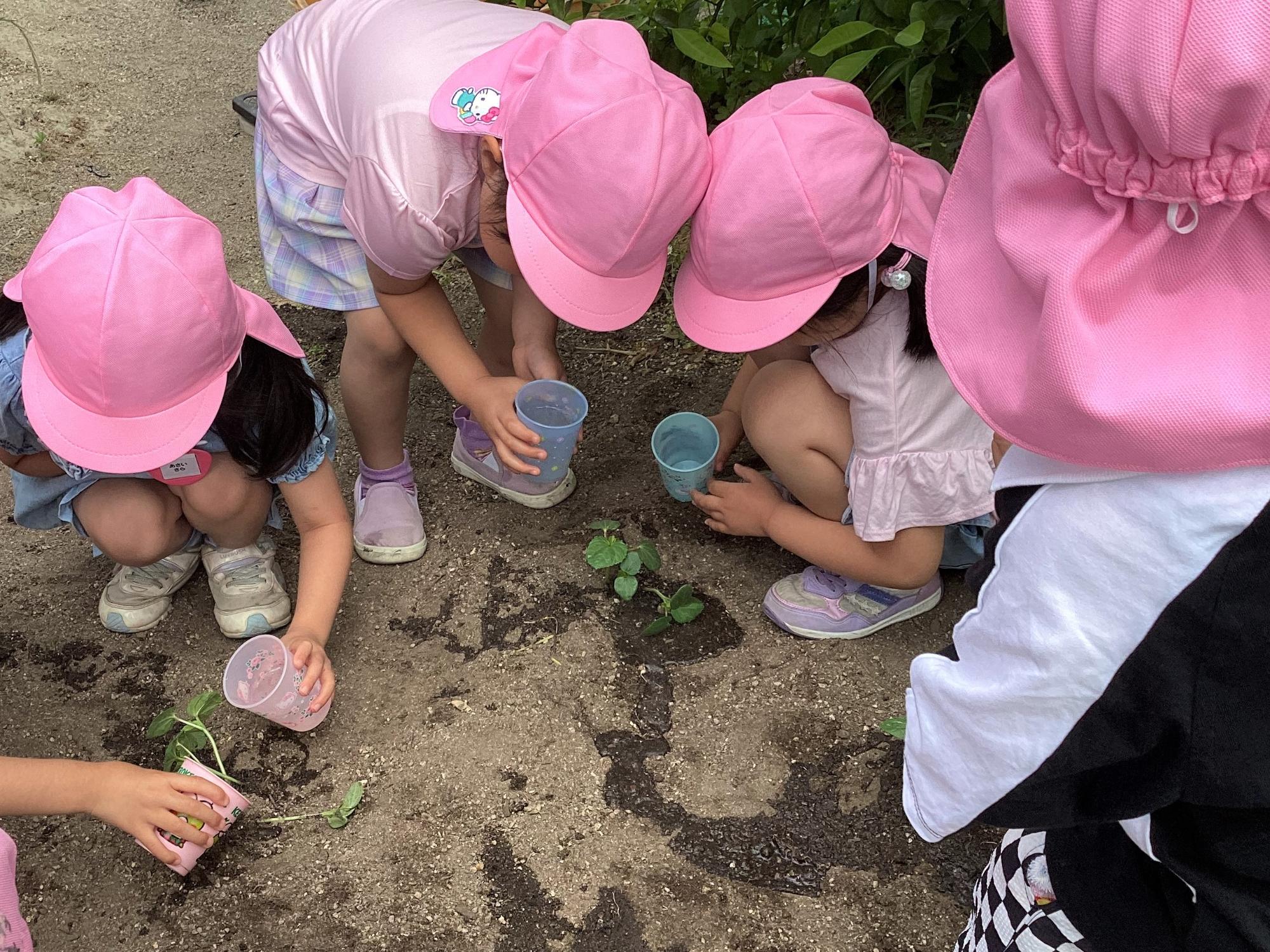 植物に水をあげています。何を育てているのかな？