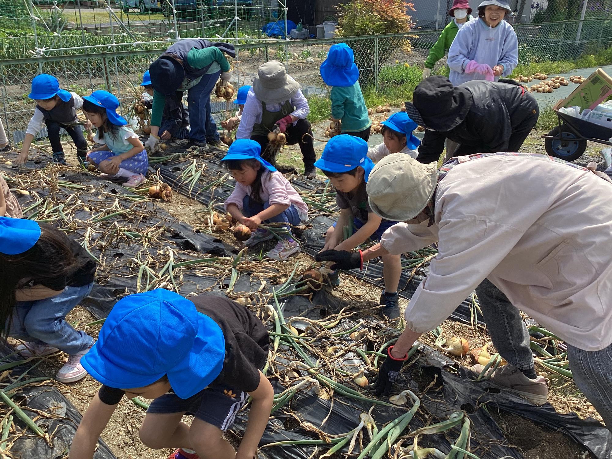 再青会 玉ねぎ堀