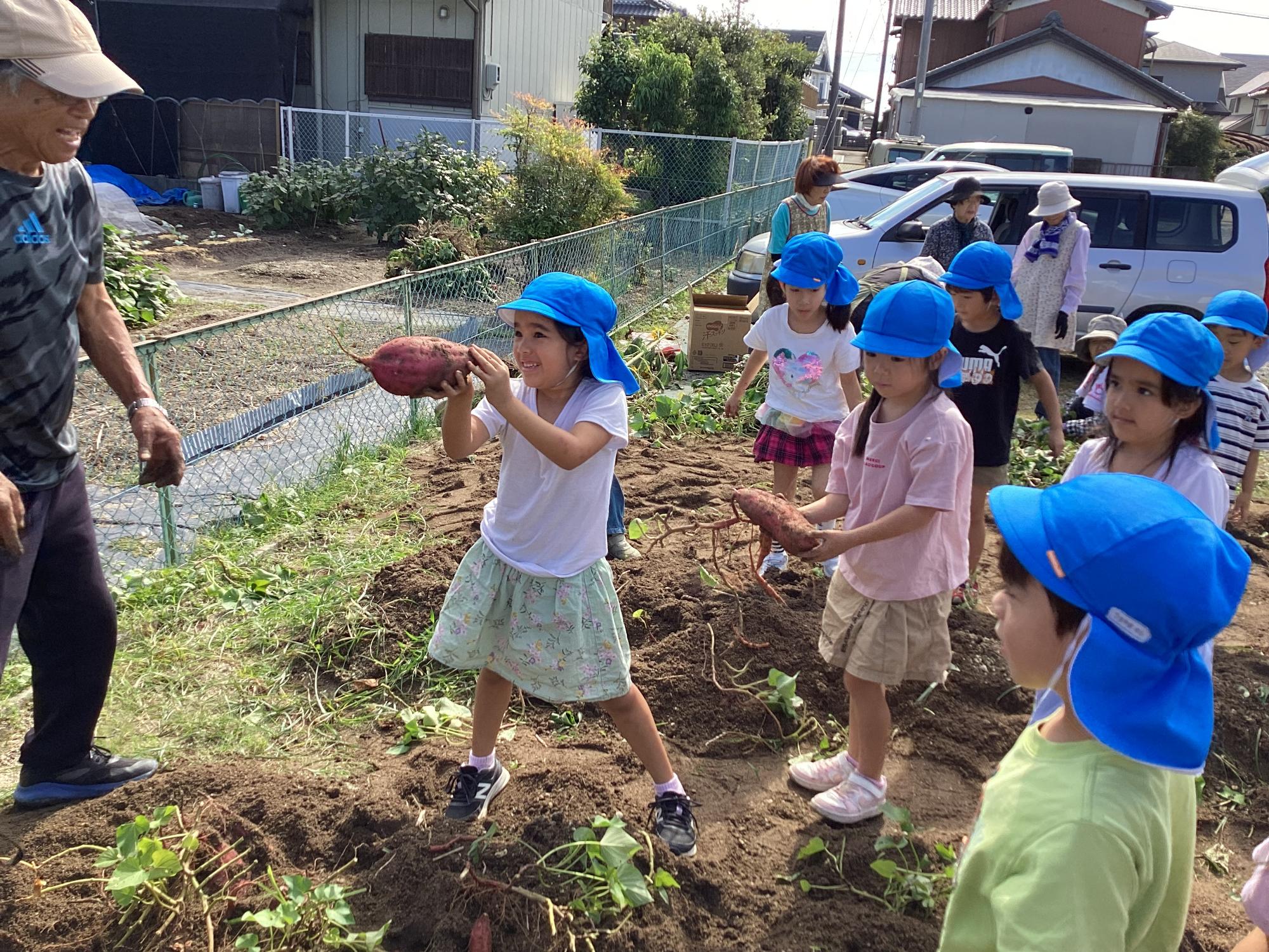 再青会 さつまいも掘り