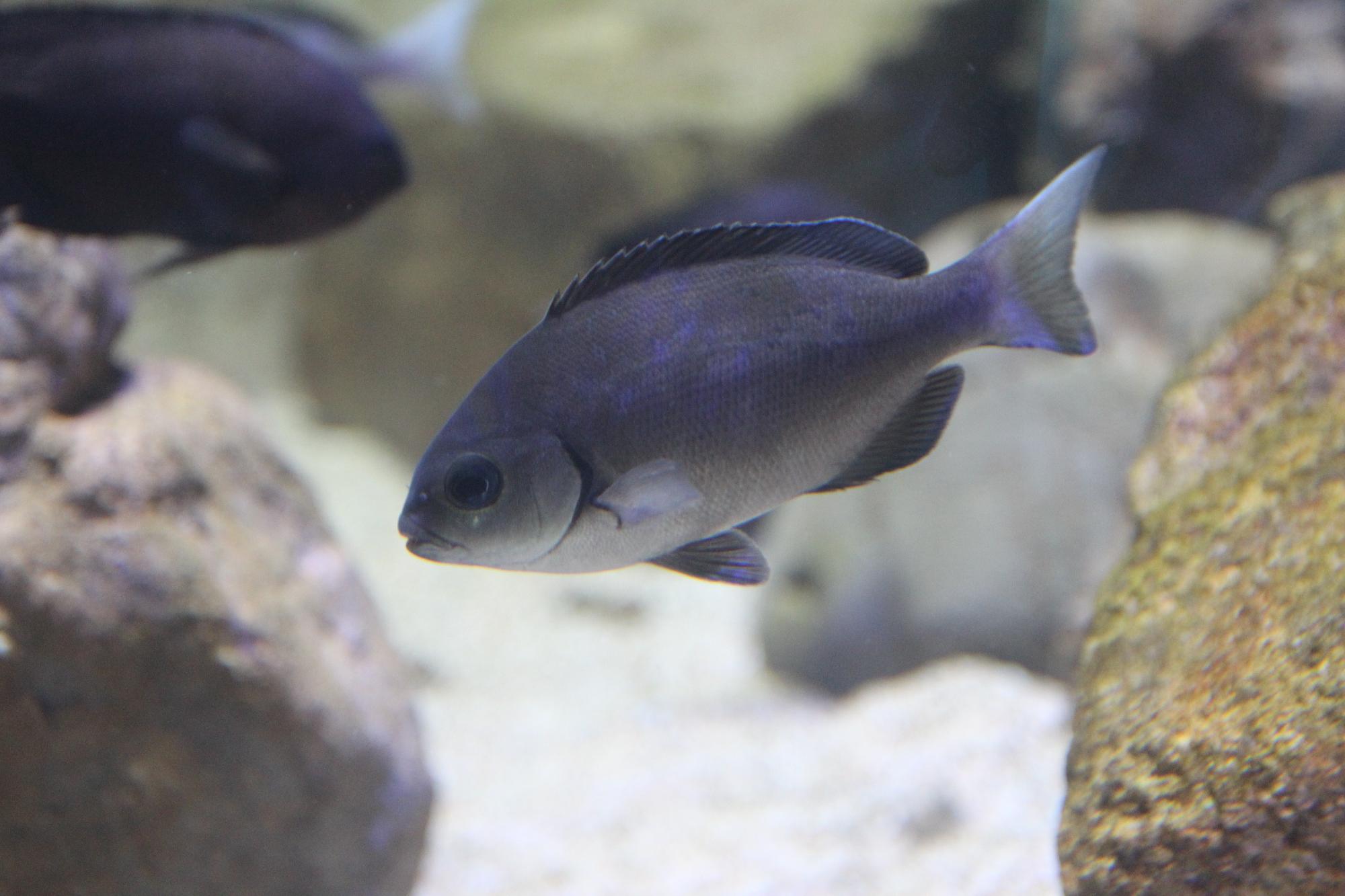 E_潮溜まりの生き物