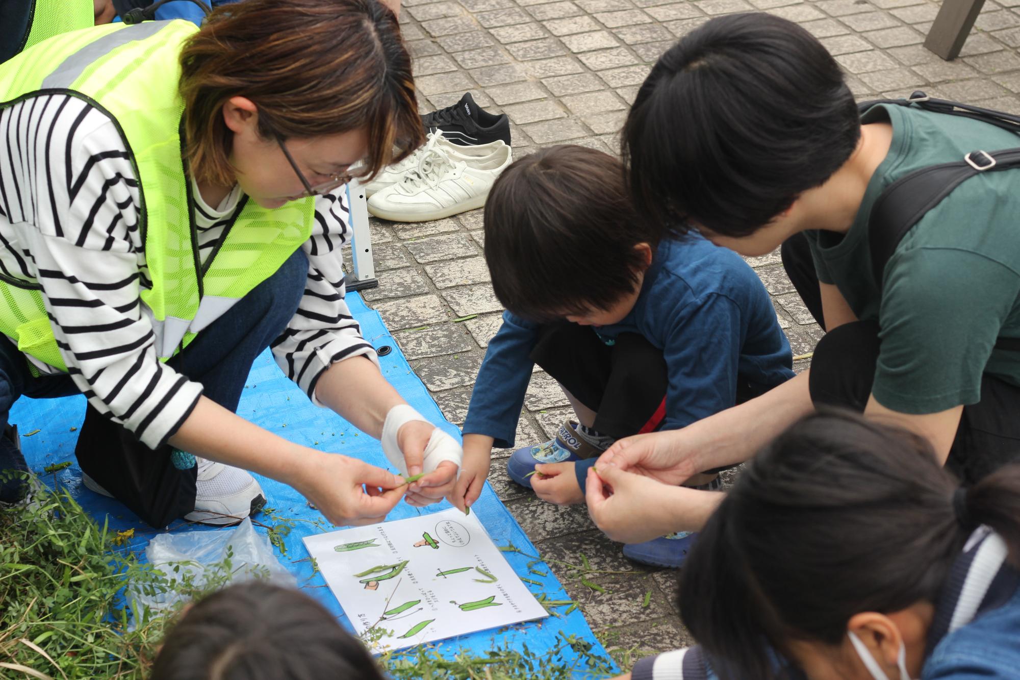 ビオトープボラと遊ぼう1