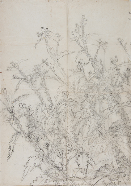 藤井達吉『薊図素描』大正期